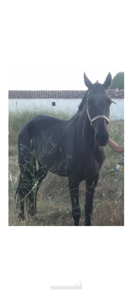 Pura Raza Española