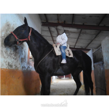 Pura Raza Española {TYPE}