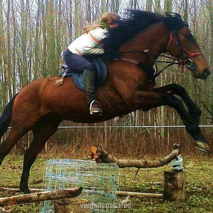 Caballo joven castaño in 