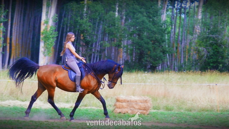 Cruzado {TYPE}