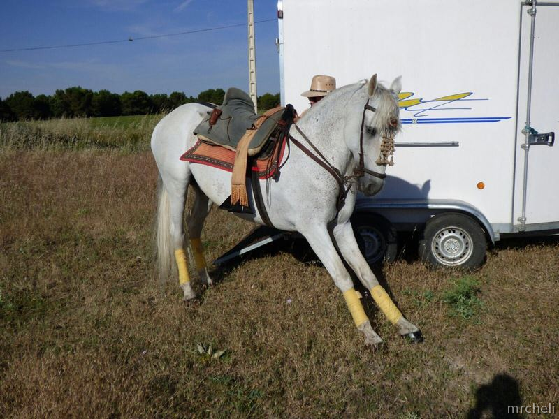CABALLO ESPAÑOL PARA CAMPO Y PISTA in 