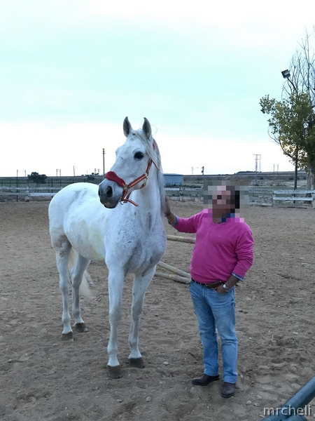 Caballos Capados Española - CABALLO ESPAÑOL PARA CAMPO Y PISTA