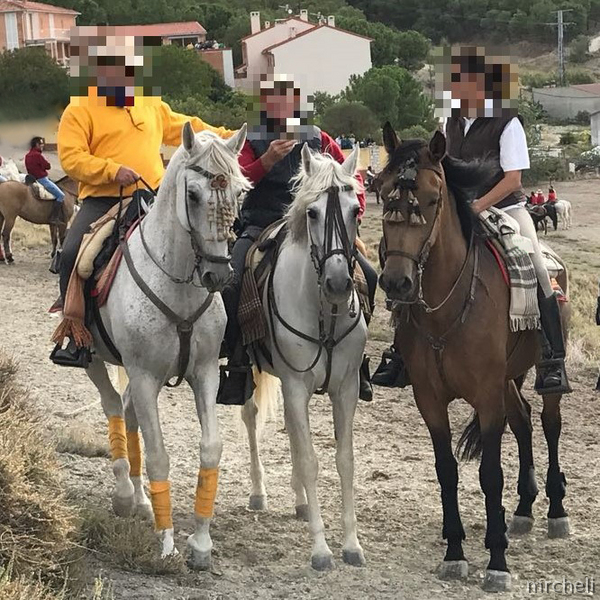 CABALLO ESPAÑOL PARA CAMPO Y PISTA - Caballos Capados Española