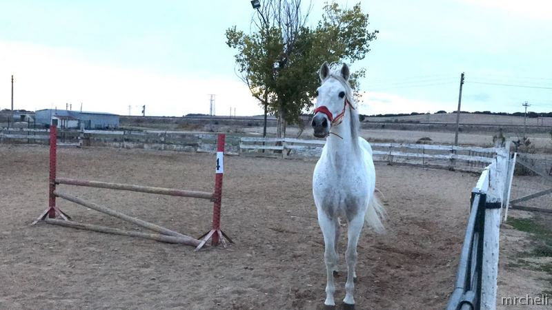 CABALLO ESPAÑOL PARA CAMPO Y PISTA - Española