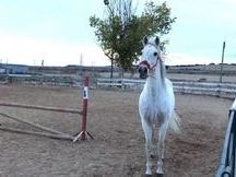 CABALLO ESPAÑOL PARA CAMPO Y PISTA