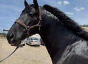 VENTA DE CABALLO P.R.E LINEA VALDEOLIVAS