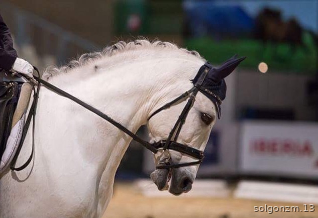 Altanero LXVIII PRE in 