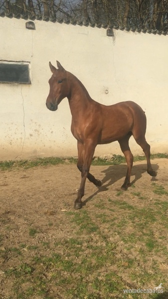 Caballos Pura Raza Española (P.R.E.) Pura Raza Española - Potro hijo de ATLANTICO DE VIDA