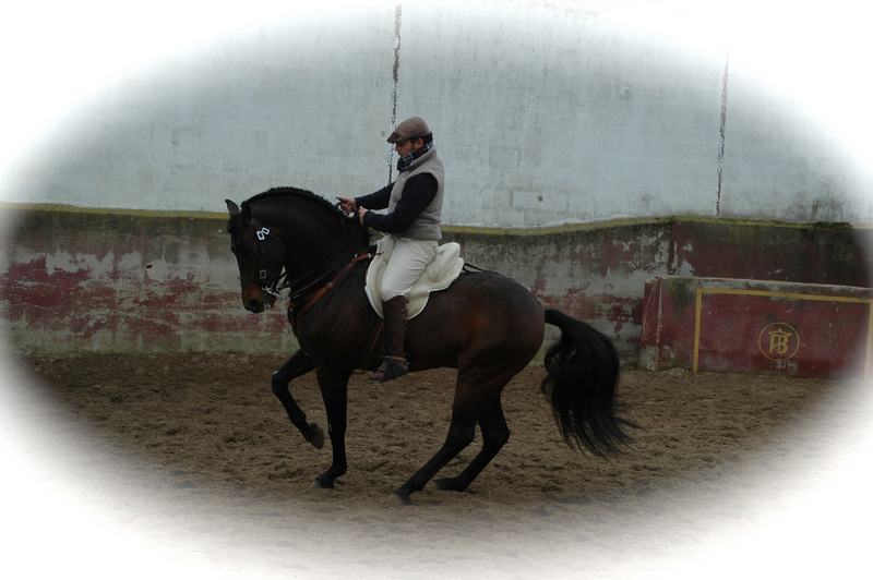 Caballo de Deporte Español (CDE) {TYPE}