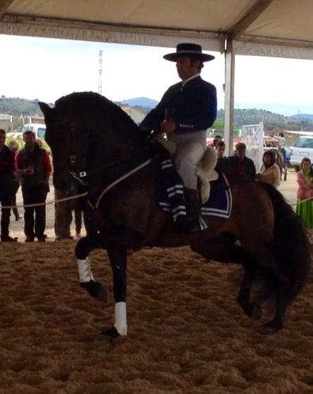 ESPECTACULAR CABALLO DOMA CLASICA - Caballos Pura Raza Española (P.R.E.)