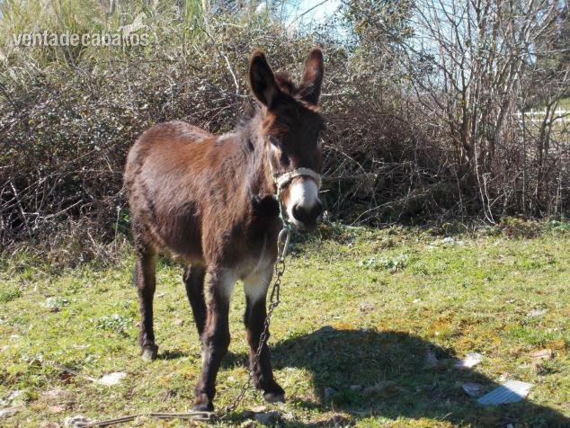 Burrita buena "Clementina" in 