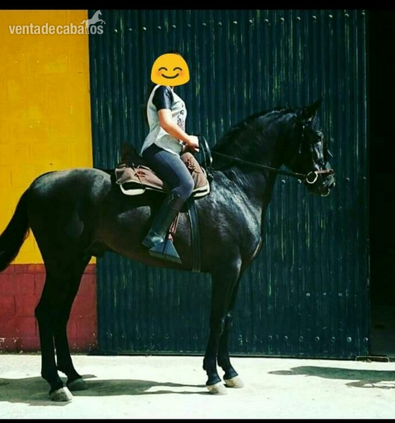 Se vende caballo español in 