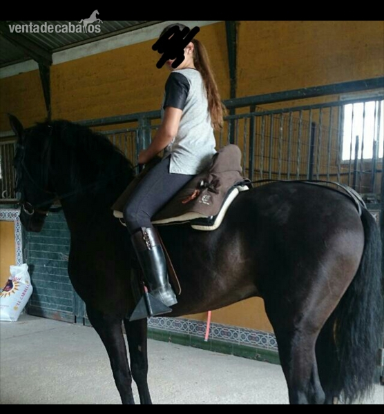 Caballos Pura Raza Española (P.R.E.) Pura Raza Española - Se vende caballo español