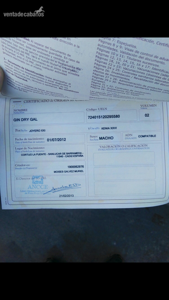 Se vende caballo español - Caballos Pura Raza Española (P.R.E.) Pura Raza Española