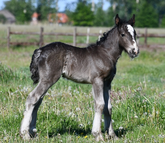 IRISH COB PONY Y CABALLLOS in 