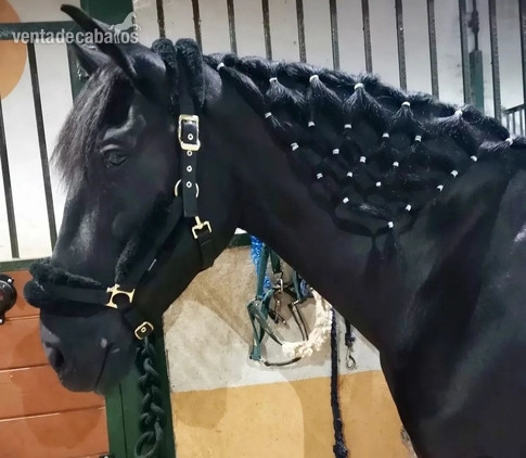 Caballo Negro 170cm in 