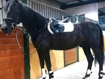 Caballo Negro 170cm