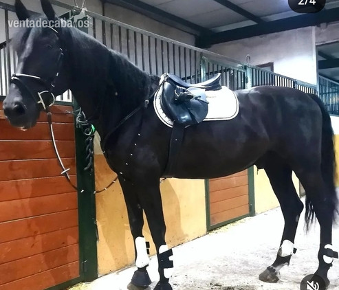 Ponis Miniatura EMPTY - Caballo Negro 170cm