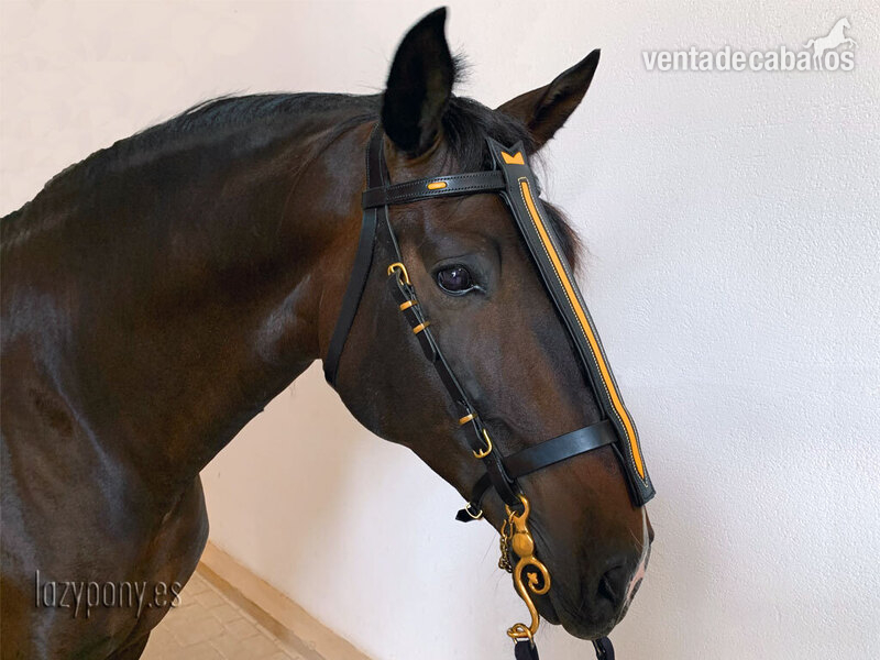 Cabezadas para caballo Caballero del Lazypony \Handcrafted horse bridle Knight in 