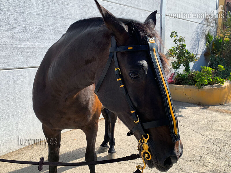 Cabezadas para caballo Caballero del Lazypony \Handcrafted horse bridle Knight