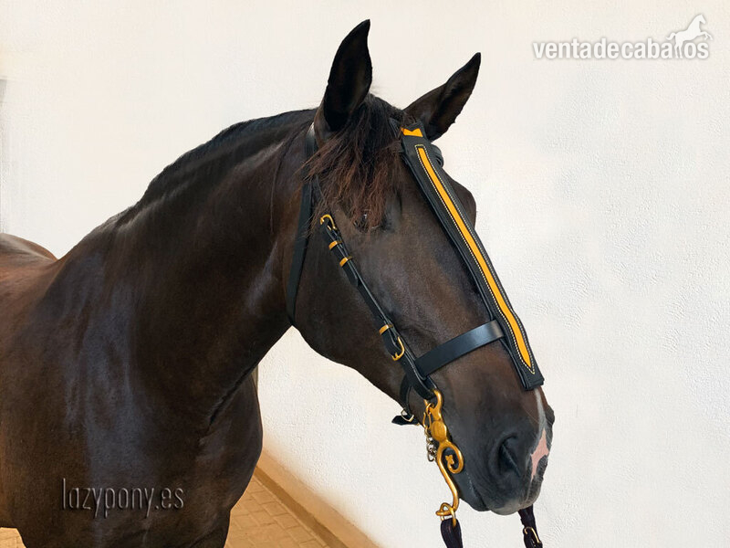  Cabezadas para caballo Caballero del Lazypony \Handcrafted horse bridle Knight