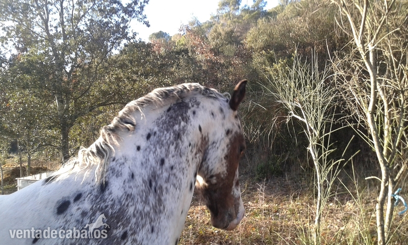 appaloosa