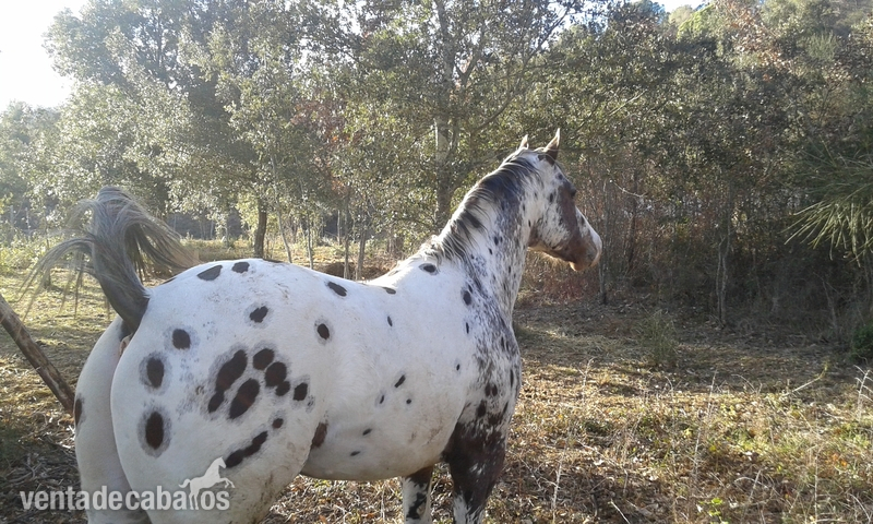 appaloosa {TYPE}