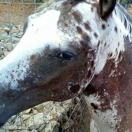 Semental Appaloosa ApHC  para cubriciones. - Caballos Enteros appaloosa