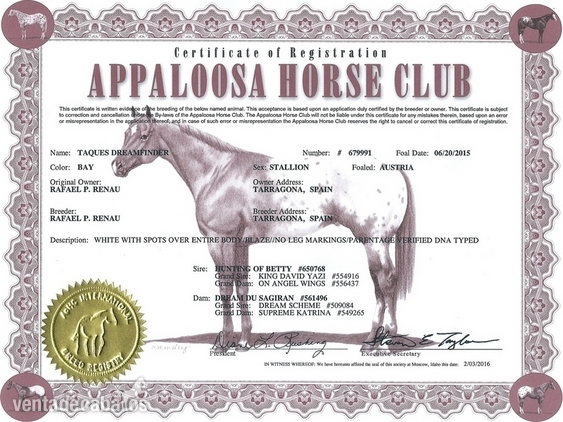 Semental Appaloosa ApHC  para cubriciones. - appaloosa
