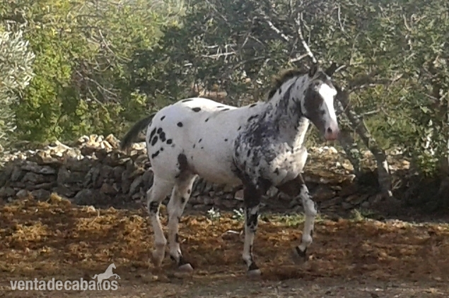 Semental Appaloosa ApHC  para cubriciones. - Caballos Enteros