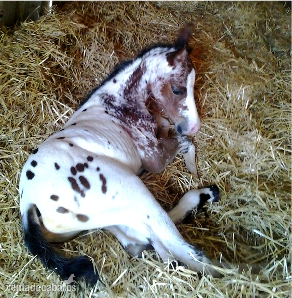Semental Appaloosa ApHC  para cubriciones.