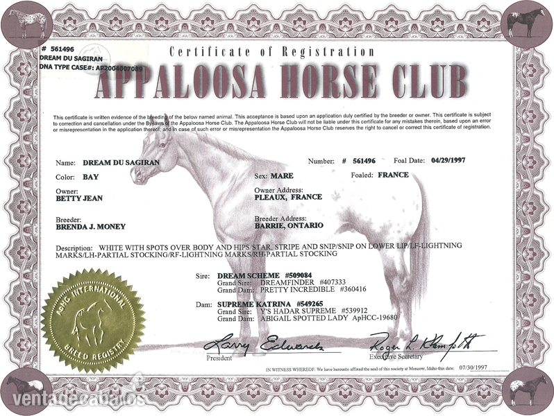  Semental Appaloosa ApHC  para cubriciones.