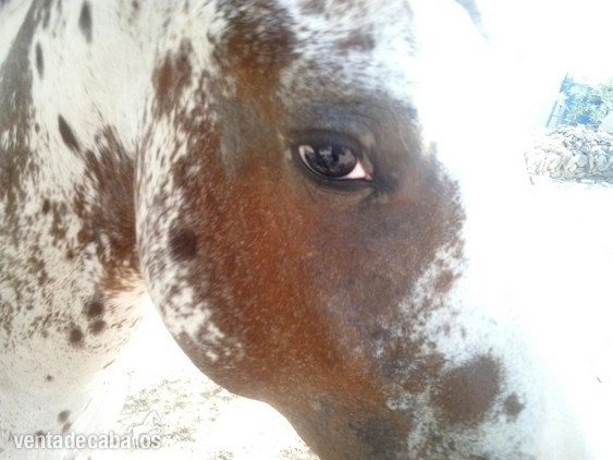 Semental Appaloosa ApHC  para cubriciones. in 