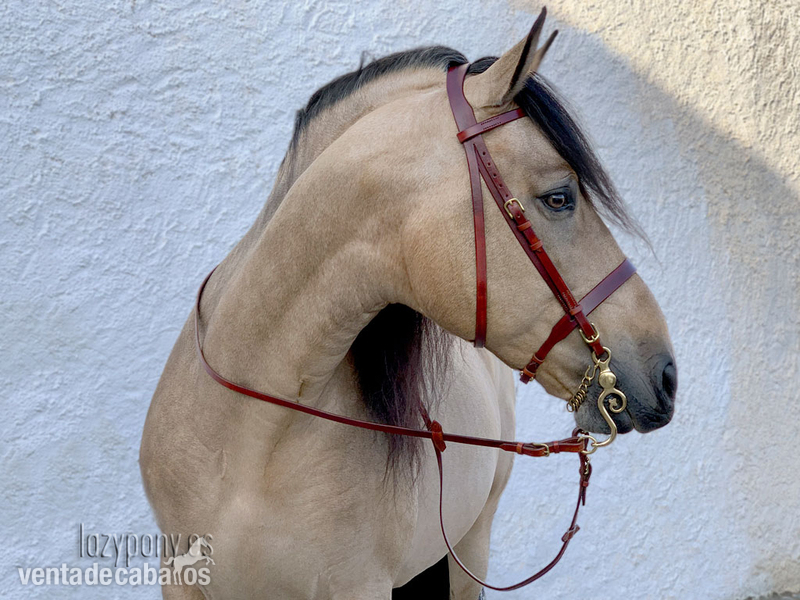 Cabezada Hunter Lazypony \Leather hunter bridle Lazypony in 