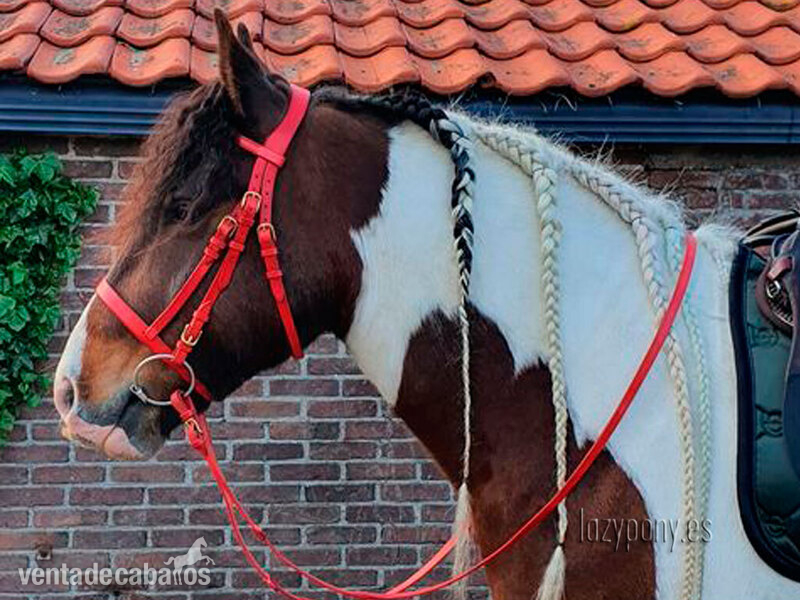 Cabezada Hunter Lazypony \Leather hunter bridle Lazypony 