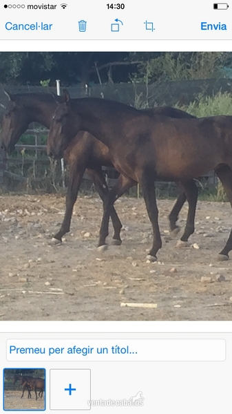 Andaluz {TYPE}