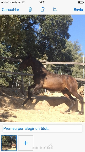Caballos Pura Raza Española (P.R.E.) Andaluz - POTRO CERRADO EN ESCALERA 