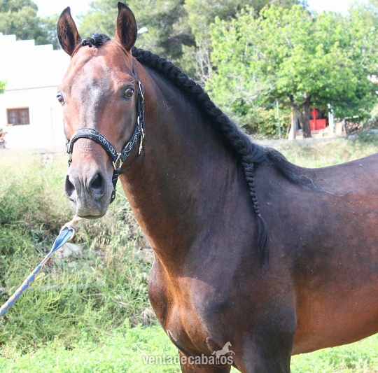 caballo español entero  in 