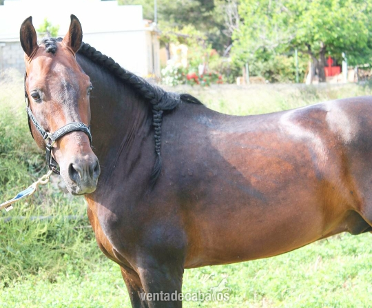 Caballos Enteros pura raza español - caballo español entero 