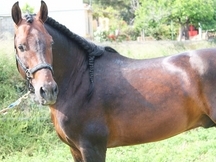 caballo español entero