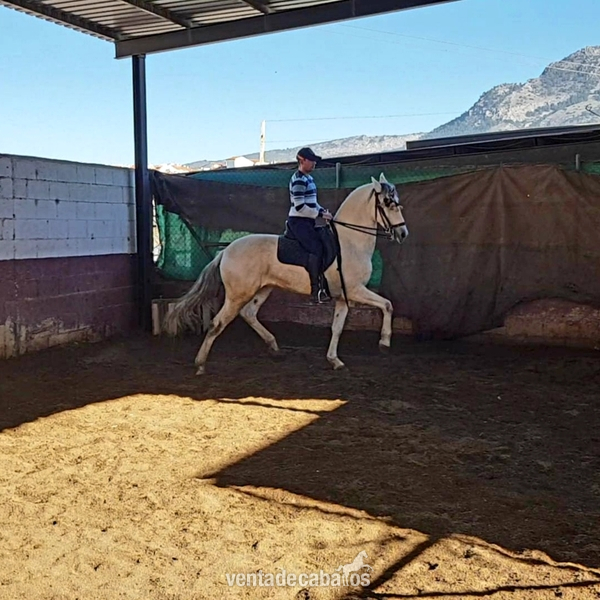 Caballo alta escuela in 