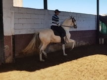 Caballo alta escuela