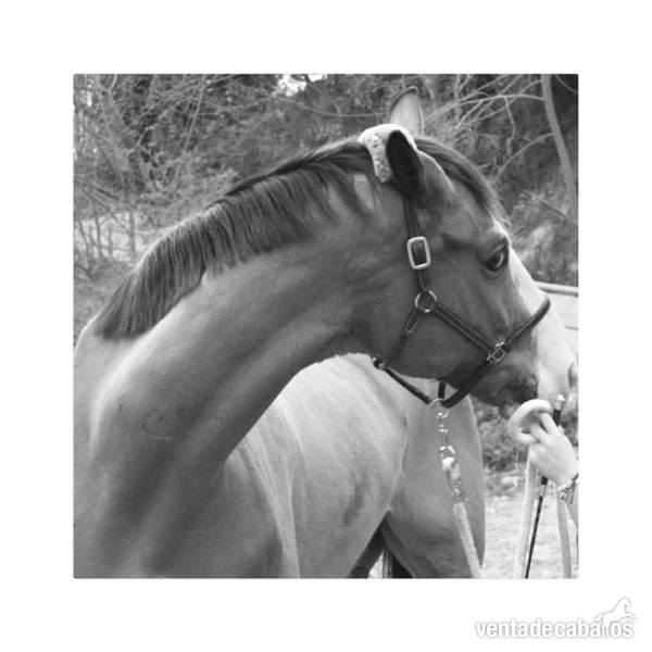 En venta caballo KWPN in 