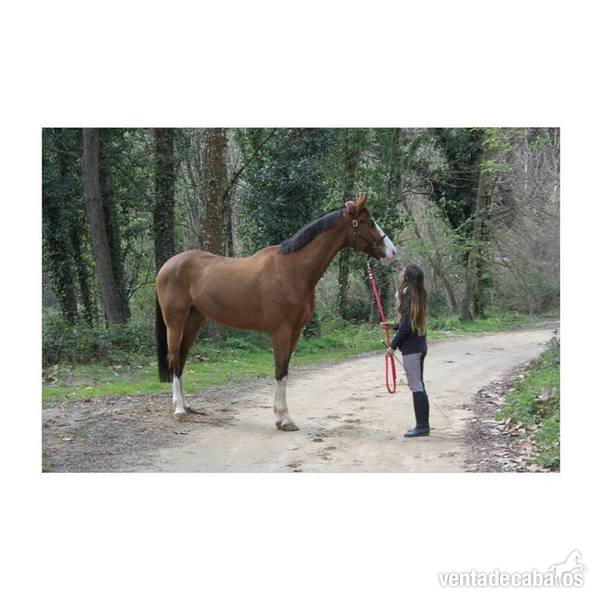 En venta caballo KWPN - Caballos Capados KWPN