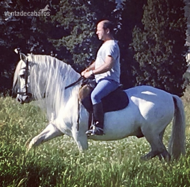 Caballo PRE entero. in 