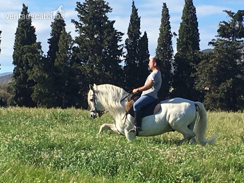 Caballos Pura Raza Española (P.R.E.) Pura Raza Española - Caballo PRE entero.