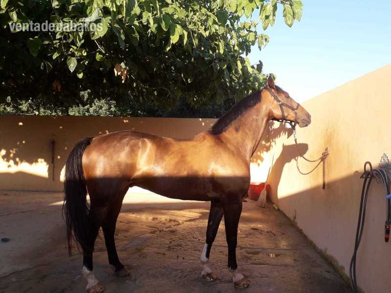 Hannoveriano