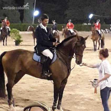 CABALLOS A LA VENTA - HANOVERIANO - MALLORCA in 