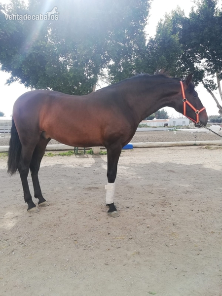  Caballo Potro pre in 