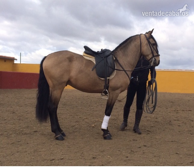 Lusitano bayo carta in 